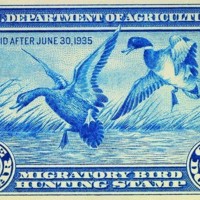 Image 14 - 1stDuckStamp.jpg